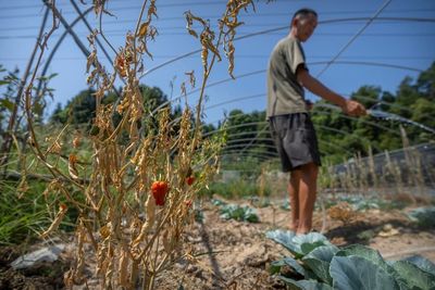 Chinese farmers struggle as scorching drought wilts crops