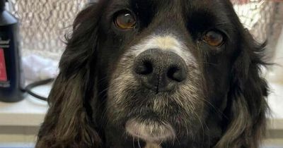 £10,000 reward offered as dog kidnapped and set on fire by evil thugs has to be put down