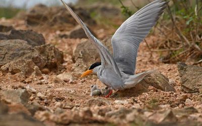 Islands in Odisha’s Hirakud reservoir turn ideal nesting ground