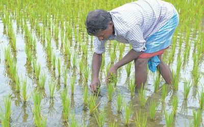 Improving rice yield with an additional gene