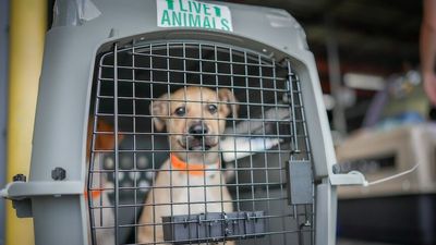 Hundreds of boonie 'super mutts' are being flown from Guam to the US to alleviate the Pacific island's stray dog problem