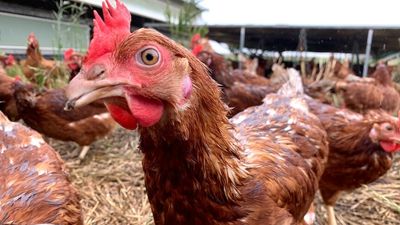 Lives of farmed chickens set to improve under new welfare standards