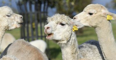 Ayrshire village's first gala since the millennium boasts stalls, afternoon teas, petting zoo and alpacas