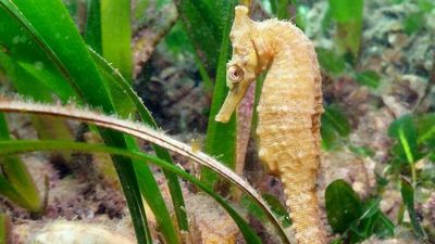 Sydney Harbour receives $9.1 million funding boost to improve marine habitat and water quality