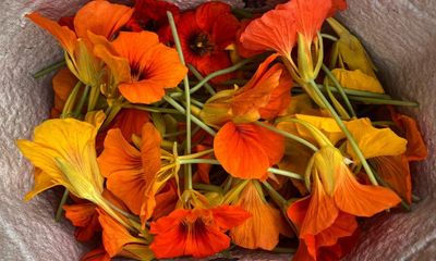 Glorious abundance in the summer allotment