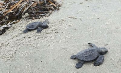 Endangered sea turtles found on Louisiana islands for first time in 75 years