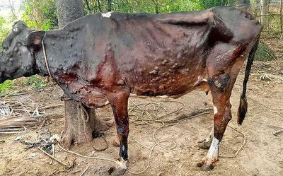 Lumpy skin disease in cattle spreads to over 8 States and UTs; 7,300 animals dead so far