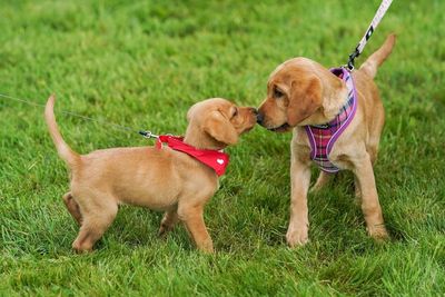 More than 20% of all puppies become ill or die in their first year of life, study reveals