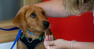 Police take DNA swabs from dogs to tackle rising pet crime