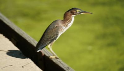 Chicago outdoors: Fox River green heron, decoy windfall, steel dove shot question, fall king promise
