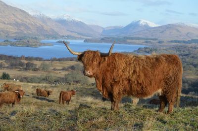 New Zealand trade deal will hurt Scottish cattle farmers, Holyrood ministers warn