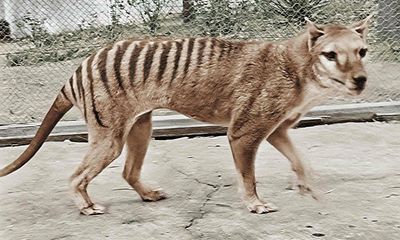 Resurrecting the Tasmanian tiger may be a noble idea – but what about preserving existing species?