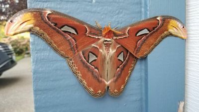 Massive Alien Moth Found In US For First Time