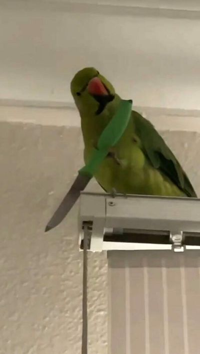 Parrot Brandishing A Blade Startles His Female Owner