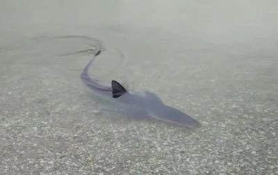 Locals Stunned By Rare Shark Sighting In Shallow Water