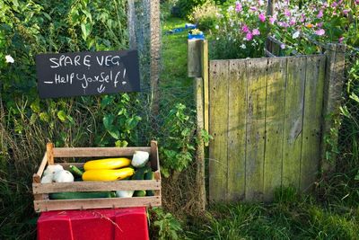 Ways to be less wasteful in the garden