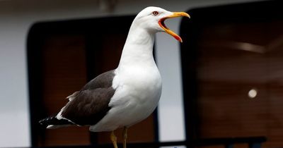 How to stop seagulls from stealing your chips and what to do when you're under attack