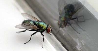 How to deal with flies inside without killing them after experts' warning
