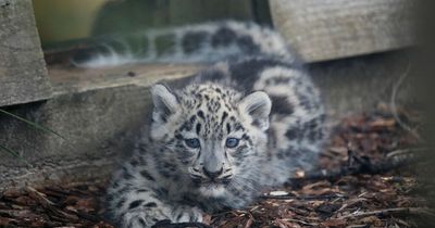 Highland Wildlife Park’s adorable snow leopard cubs named