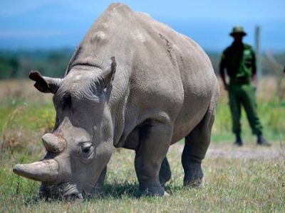 African rhino poaching falls but illegal hunting still threatens species