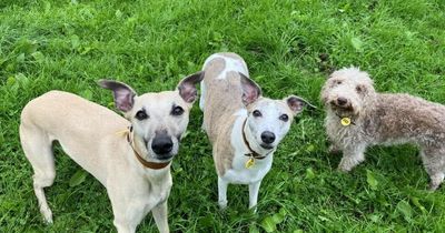 Adorable Edinburgh dog trio desperate to stay together in new forever home
