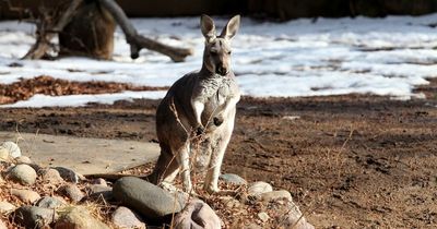 Appeal as kangaroo on the loose in Omagh