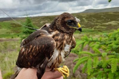 Rare bird of prey chicks thriving at nature reserve following community buyout in south Scotland