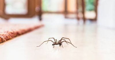 Spiders set to invade homes as mating season kicks off - how to repel them