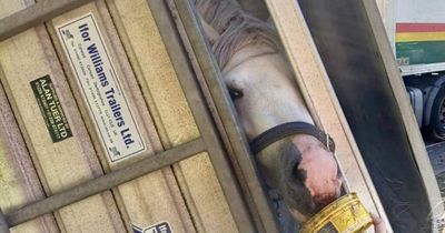 Pony escapes with bumps and bruises after being rescued from trailer following crash