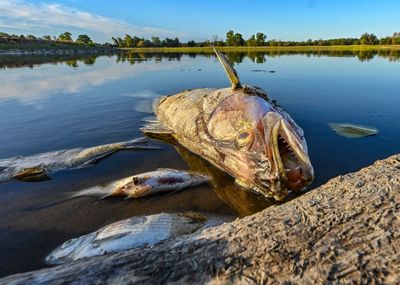 Germany: No single cause for massive Oder River fish die-off