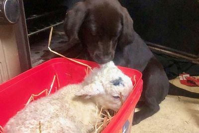Lambs, lightning strikes, and Bond cars: the best photos of the last week