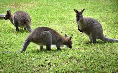 Wallabies now at Mysuru zoo