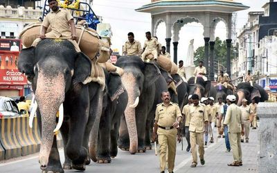 Dasara jumbo squad: First-timers Bhima and Mahendra perform tasks with ease
