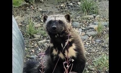 Tourists spot two of Denali National Park’s rarest critters