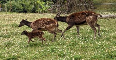 Adorable endangered deer fawn is born at UK zoo