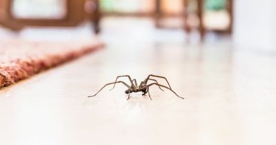 Spiders about to invade Brit homes as mating season kicks off - how to repel them