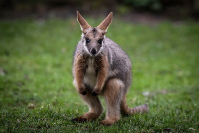 Wallaby on the loose in Co Tyrone