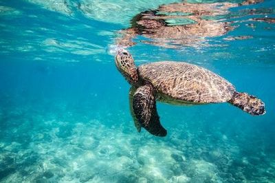 The Kemp's ridley turtle is making a comeback in the Chandeleur Islands