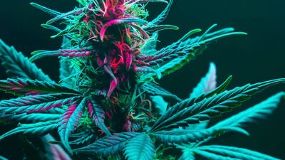 Cannabis News Week: DOT Takes on CBD; New Mexico, Canada Numbers