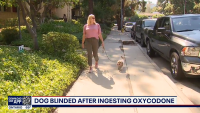 California dog blinded after eating oxycodone while on a walk