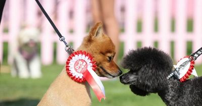 Liverpool ONE dog show returns with prizes for the winners