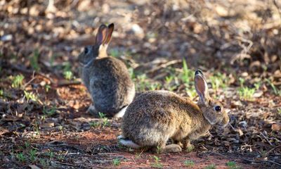 Australia’s rabbit invasion traced back to single importation of 24 animals in 1859