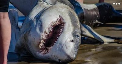 Terrifying killer whales on grisly rampage as dead Great White Shark washes ashore