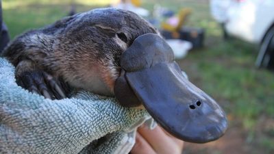 Researchers warn platypus populations could be in trouble in bushfire-affected southern NSW