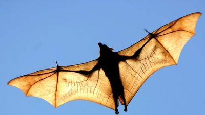 Flying foxes migrate south, putting Queensland towns on alert