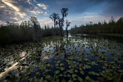 Company: Legal settlement puts Okefenokee mine back on track