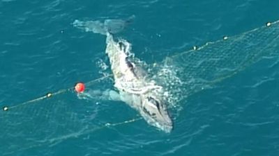 Gold Coast beachgoers flag down rescue crews to help whale caught in shark net in Currumbin
