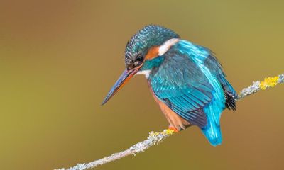 Country diary: The kingfisher allows me to get astoundingly close