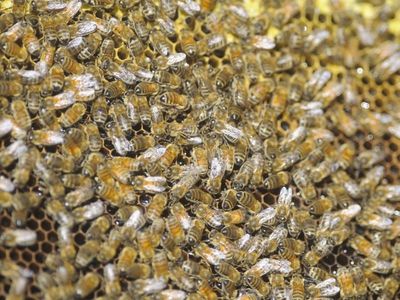 Beekeepers told wait three years or move