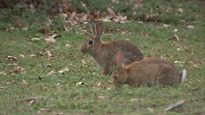 Australia's rabbit invasion began with 24 bunnies, genetic research confirms